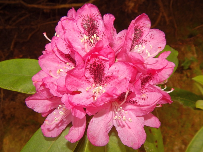 Rhododendron sp.